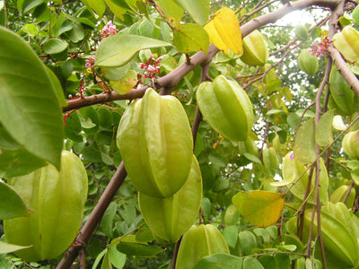 Extrait de Garcinia Cambogia